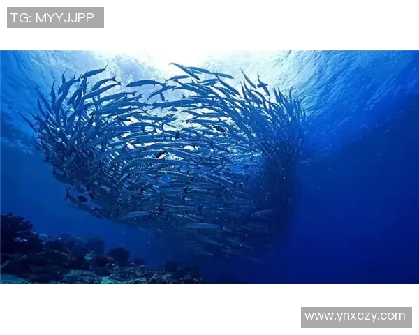 仙台七夕与海洋的奇妙交融探寻传统与自然的美丽结合 仙台七夕与海洋的奇妙交融探寻传统与自然的美丽结合